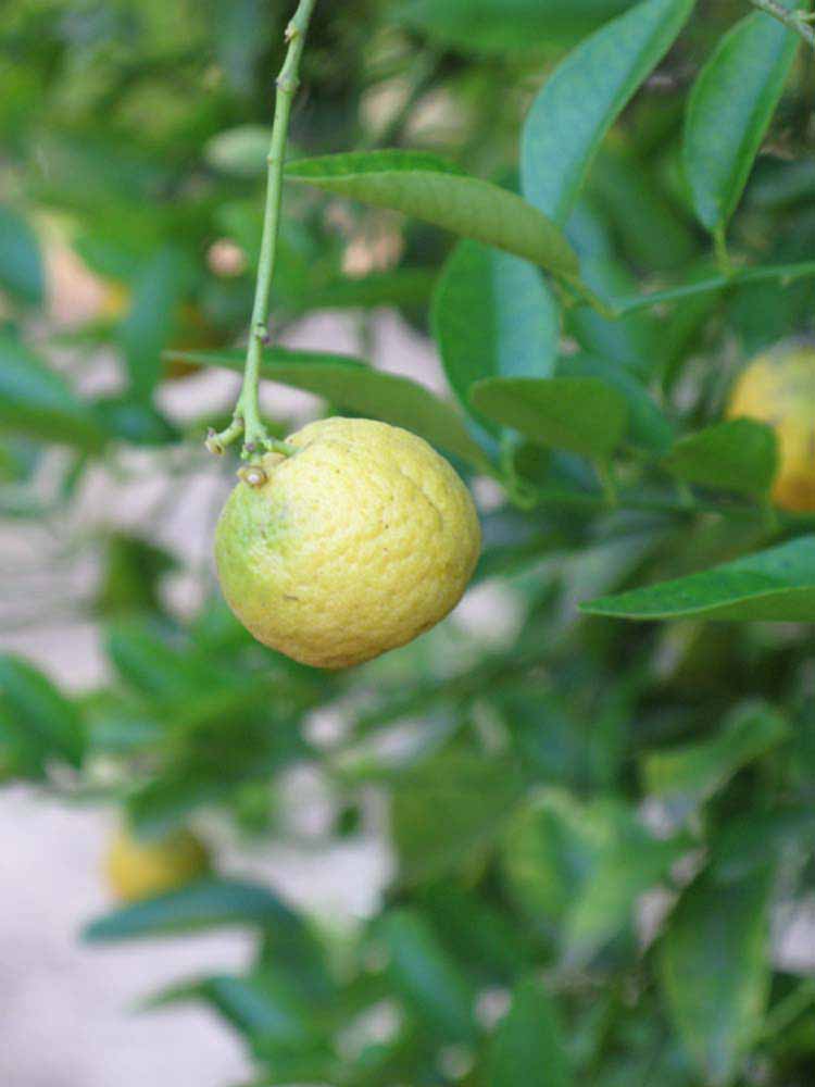            Fruit (Riverside, CA)   